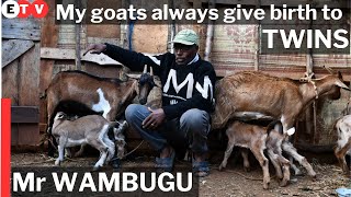 Dairy Goats Farming and Kienyeji  Chicken in Kenya (Small scale + Wambugu Farm)