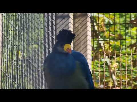 Great blue turaco