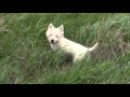 Curious westie. The walk after rain. West highland white terrier. Любопытный вестик.