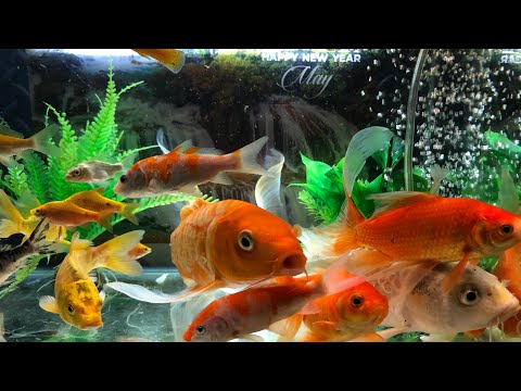 Video Tổng hợp các loài cá cảnh đẹp nhất thế giới.cá ba... - youtube
