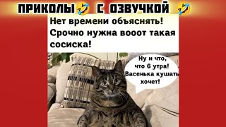 срочно дай сосиску и смотри смешные картинки мемы котики приколы с озвучкой 🤣