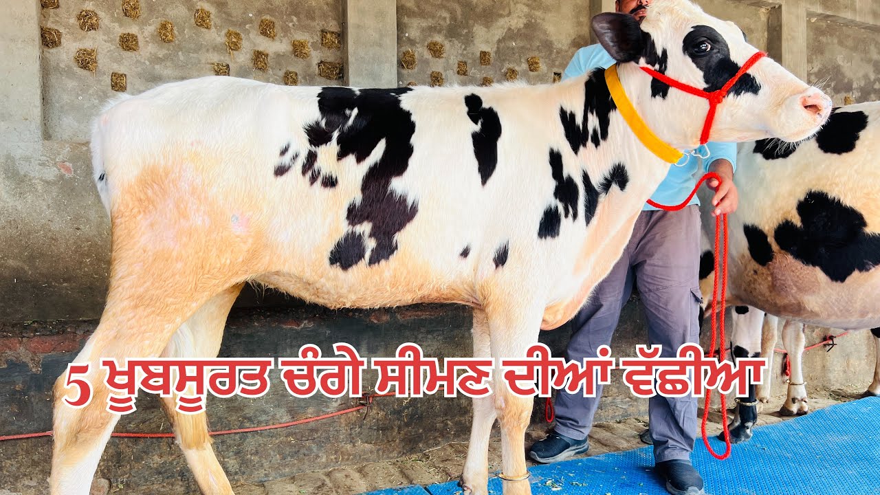 5 ਖੂਬਸੂਰਤ ਚੰਗੇ ਸੀਮਣ ਦੀ ਵੱਛੀਆਂ ਵਿਕਾਉ-5 heifers for sale #brardairyfarmmoga 