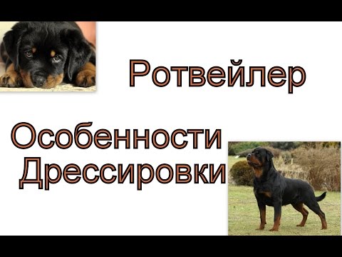 Особенности дрессировки ротвейлера Важные моменты дрессировки щенка ротвейлера