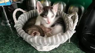 Two little kittens in breadbasket by Huncwot 4,087 views 5 years ago 1 minute, 37 seconds