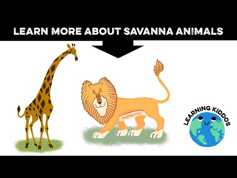 Savannah animals - Learn more about them with your kids