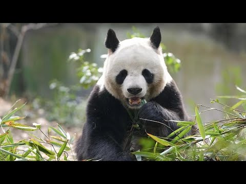 Live: take a look at china's giant pandas relaxing and enjoying their food