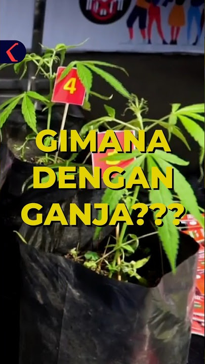 Tanam Ganja di Halaman Sendiri, Pria Lembang ini Diamankan #shorts