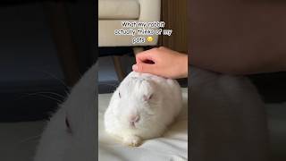 Rabbit Did Not Love The Pats 🥲🐰- Part 2 #Funnyshorts #Funnyanimals
