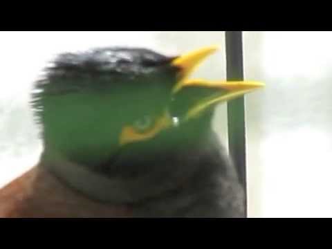 WHY DO BIRDS KEEP THEIR MOUTH OPEN IN THE SUN? - YouTube