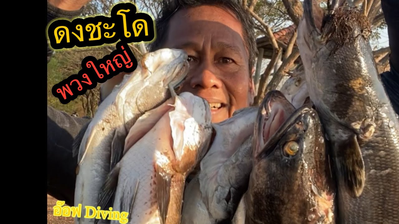 ดำนนำ้ยิงปลา ดงชะโด ได้พวงใหญ่