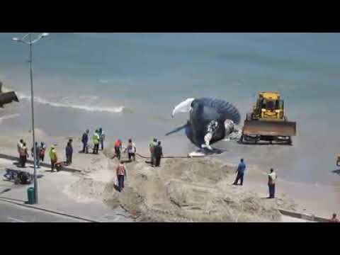 Samaki Mkubwa Aonekana Tanga 