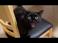 「遊んでよっ」と会話しながらアピールする子猫 #Shorts