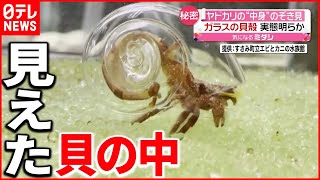 ヤドカリ 透明な貝殻 で中身が見える 動画が話題に Youtube