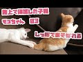 モコちゃんしっぽであそばれる！だいふく君と家の中を縦横無尽に遊び倒す 03