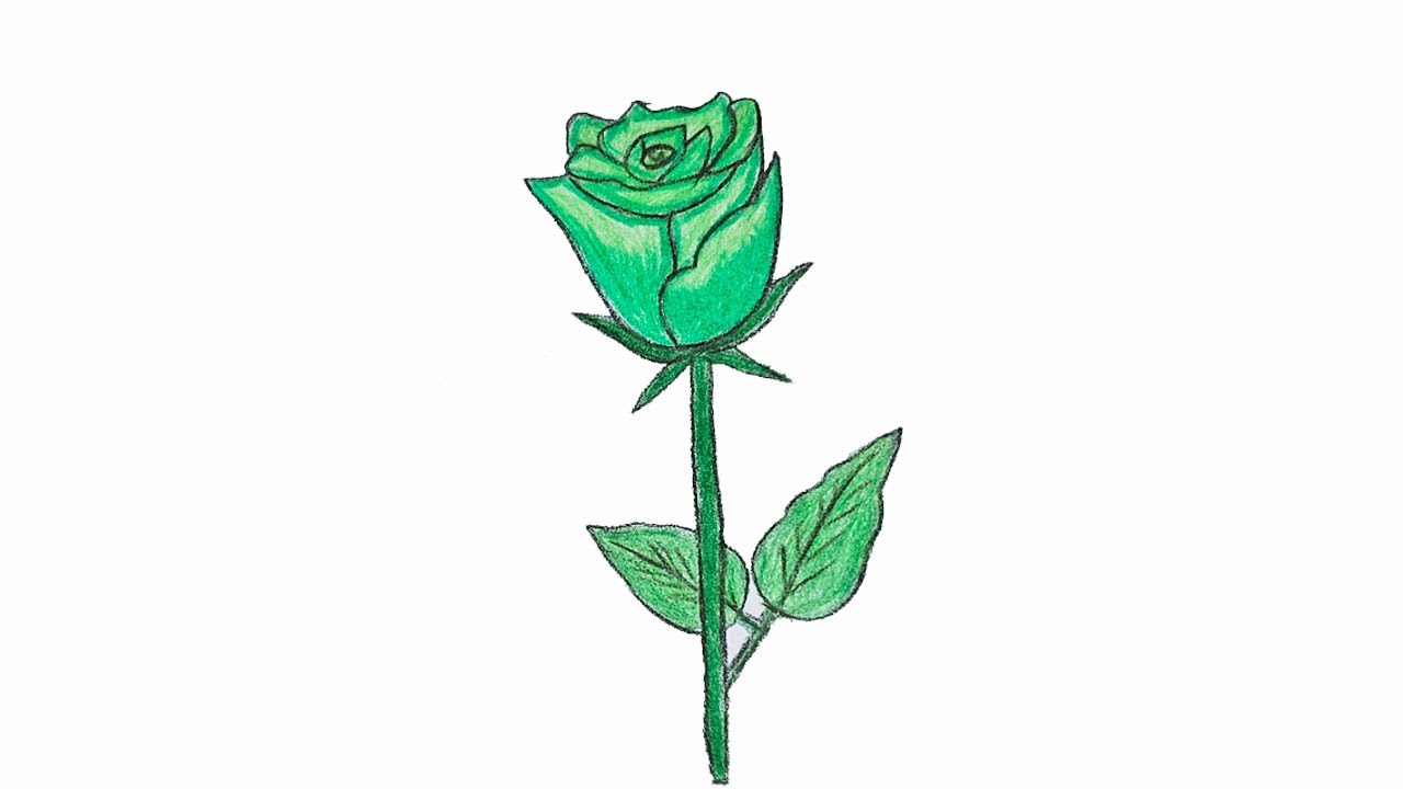 🌹 Easy Green Rose Drawing | Step-by-Step Pencil Sketch for Beginners ...