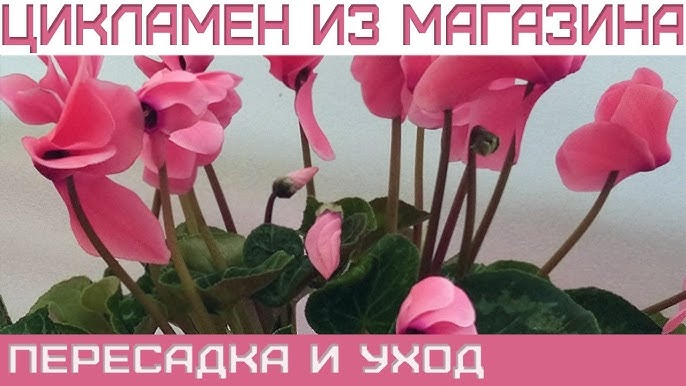 Как продлить период цветения цикламена