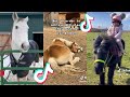 The best horse tiktok compilation 195