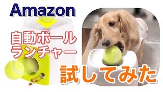 Amazonの犬おもちゃを試したよ。ペットの早食い防止におすすめ！