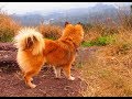 Pomeranian-cross in China - Suddenly Experiences FUN!!