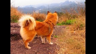 Pomeranian-cross in China - Suddenly Experiences FUN!!