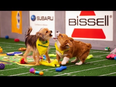 Vídeo: 8 Coisas Que Você Não Sabia Sobre O Puppy Bowl