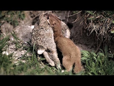 Video: Je to lasice nebo lasička?