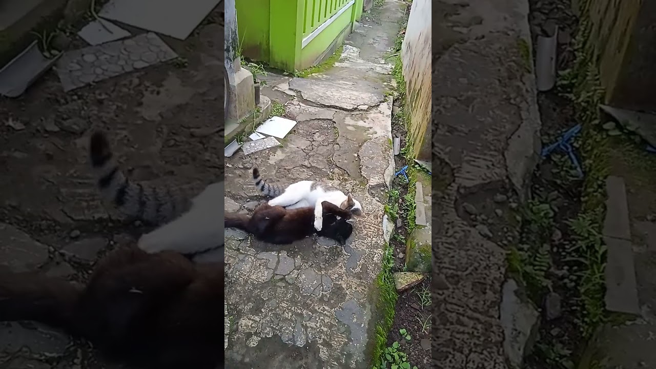 CAT FIGHTER //MY TERITORI //#hotissueofficial