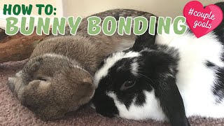 How To Bond Rabbits SUCCESSFULLY | A complete guide to helping your rabbits fall in love!