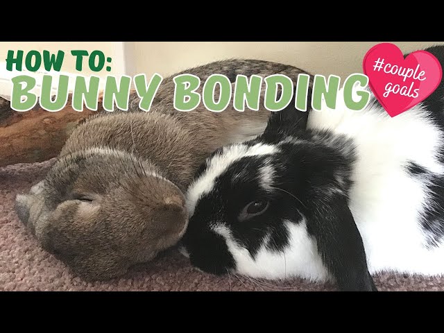 How To Bond Rabbits SUCCESSFULLY