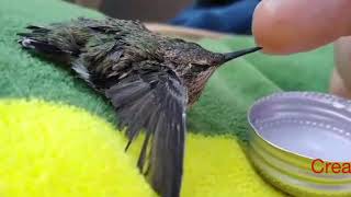 Saving a Hummingbird
