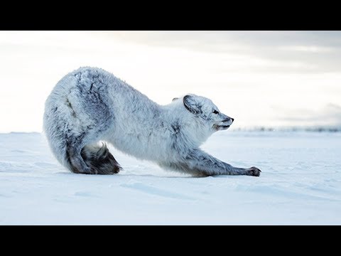 Vidéo: Différence Entre Le Renard Arctique Et Le Renard Indien