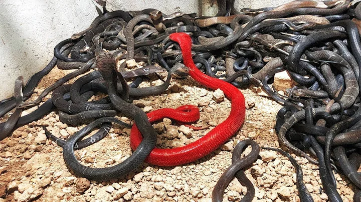 Rarest Snakes in the World - DayDayNews