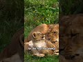 Baby Lions Are Just Tiny Kittens