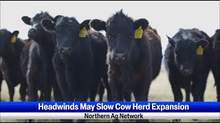 Headwinds May Slow Cow Herd Expansion