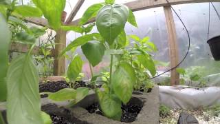 How To Prune & Harvest Basil