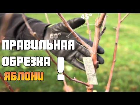 Как качественно обрезать Яблоню ?