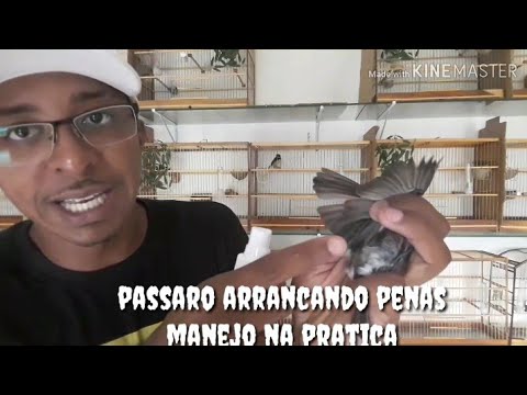 Vídeo: Arrancando Penas Em Pássaros