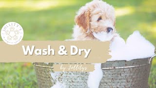 Australian Labradoodle Wash and Dry Guide: Expert Advice for Dog Owners | Dog Grooming