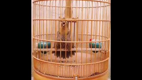 Thumbnail of Burung wambi istimewah ... pancingan suara wambi paling ampuh untuk memencing emosi burung wambi