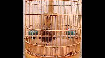 Burung wambi istimewah ... pancingan suara wambi paling ampuh untuk memencing emosi burung wambi