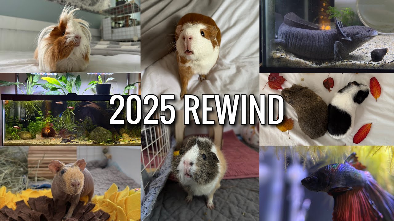 Little Kingdoms 2025 Rewind