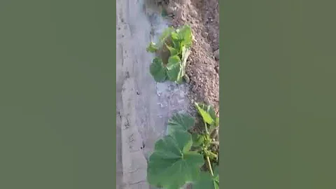 Удобрения для Дыни, Арбуза, Тыквы, Кабачков.