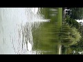 Cygnes du lac daumesnil paris septembre 2011  454 