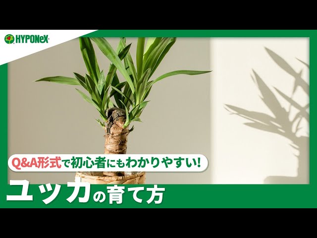 ☘104: How to Grow Yucca | How to Keep It from Dying? Watering