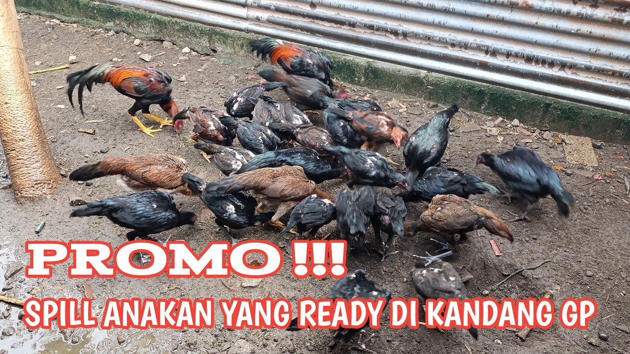 REVIEW ANAKAN DAN INFO PROMO