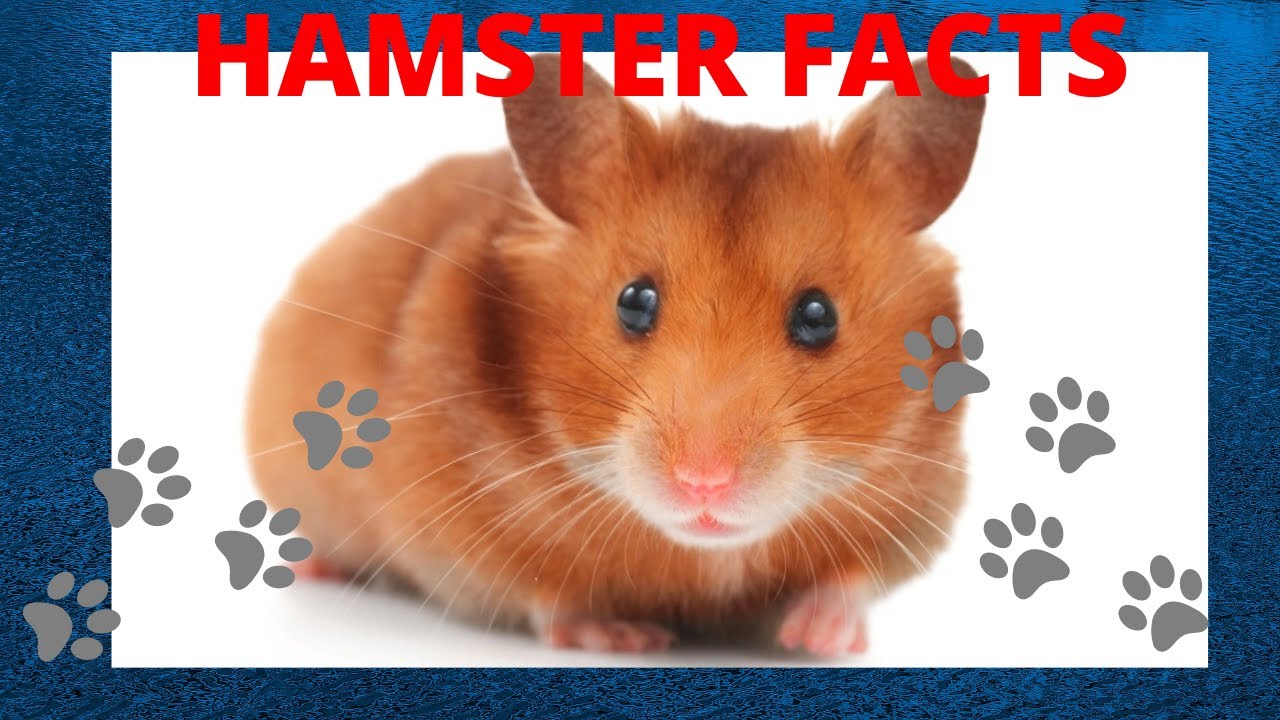 Hamster facts - YouTube