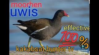 moorhen / uwis sounds calling for hunting 💯% effective