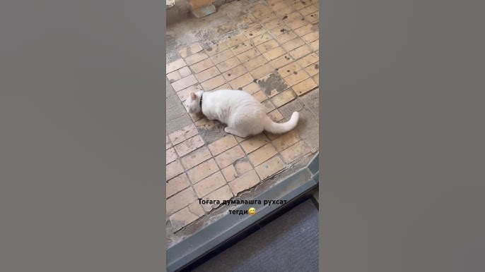 Ikki sikli surat Porno yulduz Kira Nitli