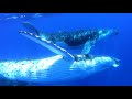 4 humpback whales and dolphins off Bora Bora