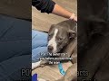 They have been watching their dog slow down for months